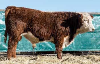 31; CHB 33 89 678 NA 4/109 2/97 NA NA NA First son offered by 215Z and a good one. Curve bending figures with top of the line carcass numbers.