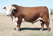 67); MM 40 (.36); M&G 75; REA 0.64 (.48); MARB 0.27 (.44); CHB$ 38 Powerhouse performance sire! Bakken bends the growth curve with added fleshing ability.