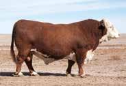 5 (.81); WW 59 (.75); YW 106 (.76); MM 32 (.51); M&G 62; REA 0.33 (.57); MARB 0.21 (.54); CHB$ 29 Dead shot heifer bull. Proven performance and carcass sire. Nine sons sell.