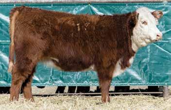 37; CHB$ 29 64 541 NA 2/101 0/NA NA NA NA Here s a real moderate framed Sensation to start the heifer sale. She s fully pigmented, thick made and from a very productive cow family.