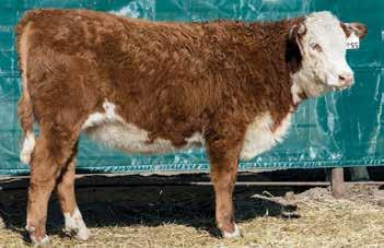 This gal should make an easy fleshing, highly productive brood cow for someone. 228 UU MS BAKKEN 7175E 43790155 Calved: Feb.