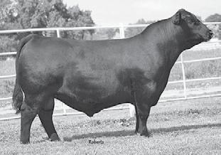 Commerical Pen of 3 Pairs 94 Consigned by... Buck Run Farms Bred Heifer Commercial BD 1/31/16 Tattoo B603 sire... Bartel Columbus 310, AAA#17752952 dam.