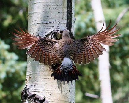 Feathers of a Northern Flicker