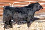Independence did everything right for us with the embryo inventory getting lower, there will be limited chances left to acquire her offspring. Offered with Windy Ridge Simmentals Mr.