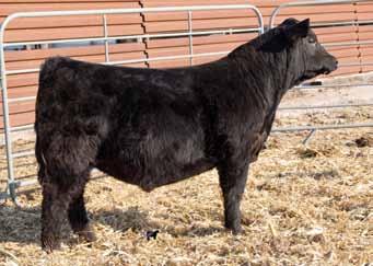 Herd Bull Prospects O C C Juanada 673N, Dam Gonsior Stock Market B70, Full Brother 10 27 Gonsior Max Asset C799 Dbl. Black Dbl. Polled 1/2 SM 1/2 AN Bull 6 1.2 58 87 6 12 40 * 8.3 23.8 -.24.07 -.044.