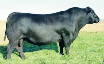 S A V Priority 7283, Sire GFI HF Unforgettable 9A G00, Maternal Grandam TLLC One Eyed Jack, Sire Herd Bull Prospects 35 #3056955 Tattoo: C69 BD: 3-4-15 Act. BW: 79 ET Adj.