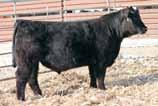 39 40 Gonsior/TBSF Chunk C1 Black Dbl. Polled Purebred Bull Herd Bull Prospects 8 2.5 68 103 9 21 55 24 12.2 35.0 -.29.15 -.038.