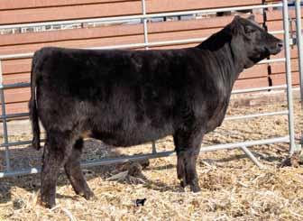 As many of you know, BC Lookout is a magical cross on Simmental cows, and C31 takes a backseat to no one. Great hair, big hip, pretty front and smooth on the move. A fabulous prospect. 4 3.