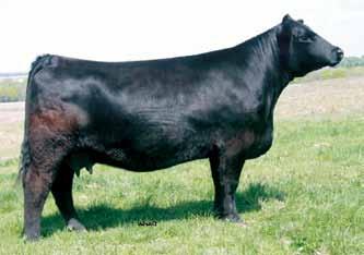 Angus Open Heifers V A R Generation 2100, Sire 79 #18359847 Tattoo: 505 BD: 1-17-15 Act. BW: 76 Adj. WW: 641 SA Patty 505 Dbl. Black Dbl.