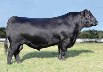 3 +62 +109 +9 +32 * * * * V A R Generation 2100 Connealy Consensus 7229 Sandpoint Blackbird 8009 SA Patty 309 Connealy Right Answer 746 SA Patty 113 This heifer is out of the new up and coming sire