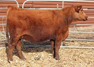93 Elite Bred Females Gonsior Beyonce B607 Red Dbl. Polled Purebred Female 10 1.8 66 96 8 12 45 24 12.1 29.8 -.27.17 -.052.