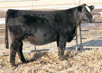 Her sire also incorporates the Independence cow family also. The mating to Built Right is proven; the bred mentioned above that sold last year was a Built Right.