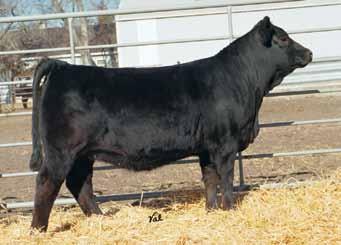 111 Excellent Embryo Opportunities Selling 3 #1 Embryos: W/C Executive Order 8543B x Gonsior/ AS Mystic Path W/C Executive Order 8543B, Embryo Sire W/C Executive Order 8543B Gonsior/AS Mystic Path