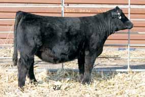 Magnetic Lady holds to the position of foundation donor at Sloup Simmentals, and we think this red baldy daughter fits in with her best ones. Give this double baldy mating a try.