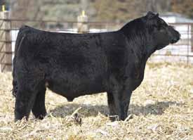 Christo Cattle Company Independence X Broker embryo