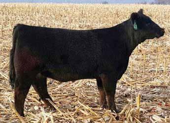 Dave Cook, MI L24 x Uprising embryo purchase We are