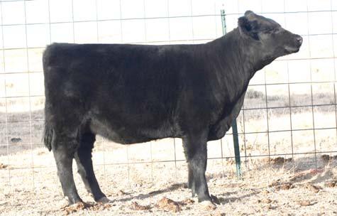 4P13-7T41 BAR J NELL 0K9-4P13 This fancy female is deep in quality genetics. Her dam is an own daughter of the 2009 National Champion who is also the dam of the 2011 National Champion Beauford.