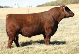 MCR FINDON S MONARCHY EBC SUPER SONIC 97W Grass-ed beef producers observe the attractive Blue Boy and his volume and
