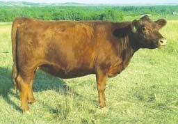 Doc Holliday FM2117 X Haymaker Nessie 179T FF13028 An exciting mating of some vintage American Aberdeen genetics with