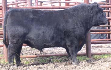 Lot 36B: 4 red fullblood embryos Fireproof FM14350 X Lazy G Red Coral 4Y11 FF14344.