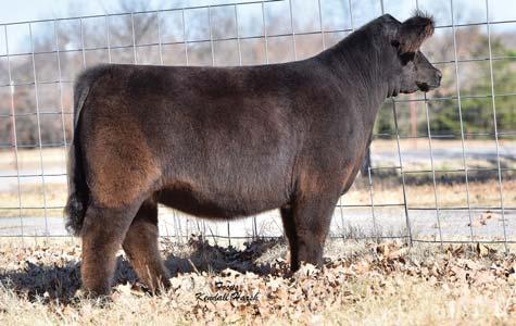 She is from the most successful family of moderator genetics in the breed the Bar J Nell 2M26 fl ush that produced the 2011 National Champion Bar J S400 and the