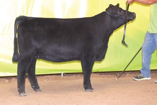 BAR J NELLIE 2M7-P55 BAR J NELLIE 7G1 2M7 BAR J NELLIE 7G1 This powerful, deep ribbed, deep flanked Imperial daughter is out of a tremendous cow family.