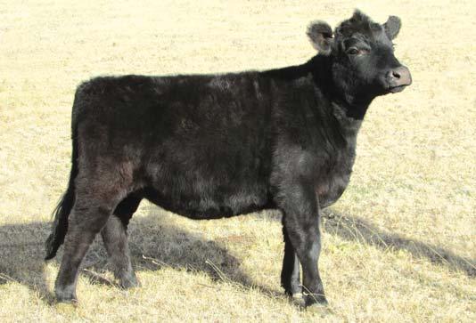 MISS JETS BRENTON 267K GLEN INNES N331 Here s a heifer with an interesting pedigree.