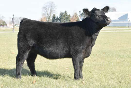 MISS 176T MISS JETS BRENTON 268K Wow! Here s a spring heifer calf you ll like.