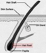 Hair Roots The hair root allows for the growth of the hair There are three phases of