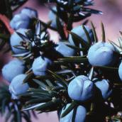5 types of fragrance Lavender Juniper Peppermint Palmarosa Geranium Function :