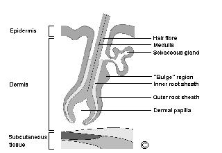 results Anatomy of Human Hair Hair is composed of keratinous fibers that grow from epithelial follicles