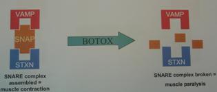 HOW IT WORKS Toxine Botulique A neurotoxine Cleaves the