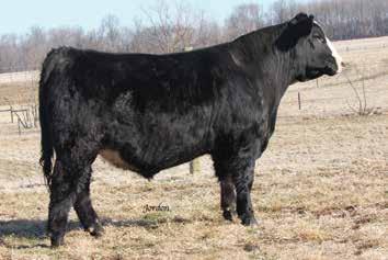 7 This powerful baldy bull will take your calf crop to the next level. He s going to add lots of growth and performance. His genetics are always a crowd favorite. 25 CLRWTR WARSAW E61B BD.
