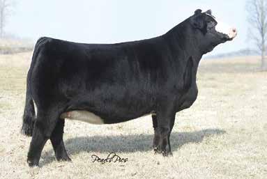 Very comparable to his brother with a splash of white. Long bodied, rugged made, high performing cattle. You should see their sister in our replacement pen. THE CLEAR CHOICE BULL SALE 4 5.8 0.4 62.
