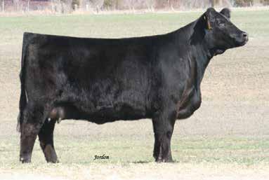 0 LOT 19 Homo Black. This stylish, stripe faced stud is out of our full sister to CLRWTR Sazerac W94B.