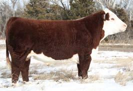 004 (.03); REA 0.49 (.03); MARB -0.01 (.03); BMI$ 23; BII$ 20; CHB$ 31 An eye catching, high performing yearling bull that should add growth and performance to any herd.