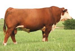 03); BMI$ 23; BII$ 19; CHB$ 31 Check Diamond out!! A son of RST Times A Wastin 0124, the Supreme Champion bull at National Western and sire to many champions.