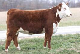 4 OPH MOLLY JEAN 02F ET Cow 43801539 Calved: Jan.