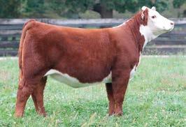 21); CW 60 (.03); FAT -0.004 (.03); REA 0.39 (.03); MARB -0.02 (.03); BMI$ 22; BII$ 18; CHB$ 28 OPH Molly Jean is a big ribbed, deep bodied heifer that will go out and compete in the showring.