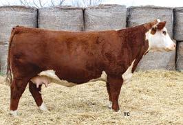 20 (.24); CW 59 (.03); FAT -0.014 (.03); REA 0.44 (.03); MARB 0.08 (.03); BMI$ 30; BII$ 24; CHB$ 29 Looking for a really stout bull that will put extra pounds on the ground, then this guys is for you.