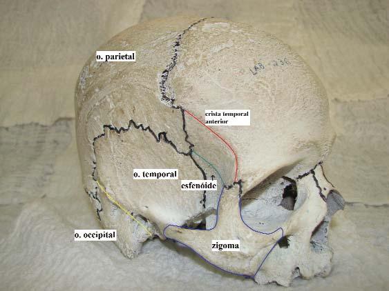 structure of the cranium of them defined as a nasal meatus. In the median region, the inferior border of the pyriform aperture presents an anterior nasal spine.