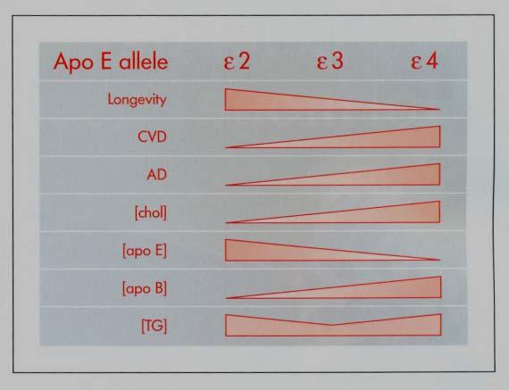 Major variations of APO E: APO E2, APO E3, APO E4 Difference: Activity in keeping cell membranes flexible Impact on