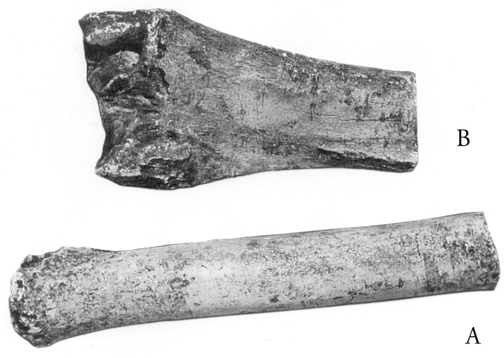 (1:2) Fig. 4 Distal end of a forelimb bone from cattle (A) with traces of sawing.