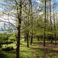 We offer either woodland trees in our woodland belt, some of which are mature varieties, or ornamental flowering