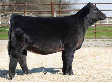 4 115 62 OBCC West Point S12A, Sire Wicked Sister, Grandam of Lots 4 & 5 OBCC Wicked Sister 13A, Daughter of Wicked Sister 5 MG/GSC Sister 40WD Black Homo Polled Purebred Female ASA#32320