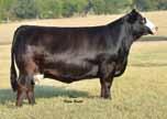 Their mother, a full sister to KenCo Steel Magnolia, has been a great producer of show heifers and herd bulls.