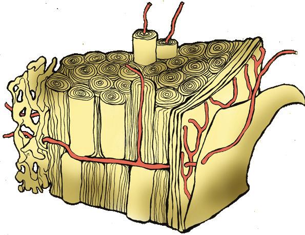 Inside each bone you will find blood vessels, and at the center of some bones, there is bone marrow.