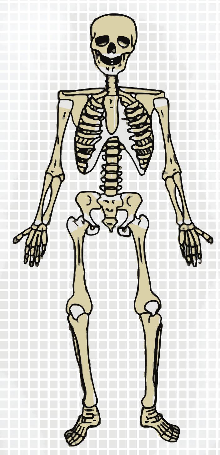 The human skeleton contains 206 bones! Bone Activity 3 Salt Dough Bones The 206 bones of the human skeleton are supported by cartilage and muscles that work together to help you move.
