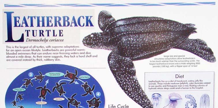 LBT057 Leatherback Turtle