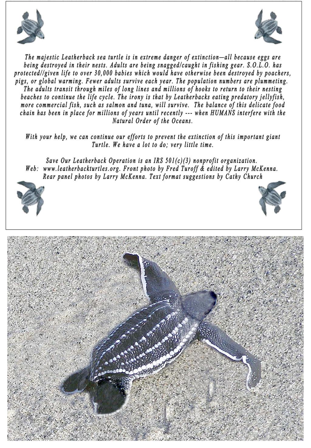 LBT064 Leatherback Notecards Set of 10 cards and